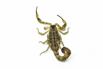Chinese Swimming Scorpion is considered the most widespread and common scorpion species across Southeast Asia
