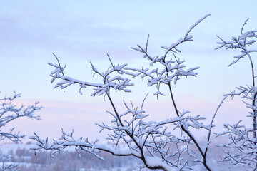 frosty morning in the north, fresh fluffy snow on tree branches, winter landscape after snowfall