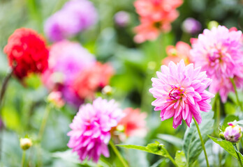 Obraz premium Dahlias In Full Bloom In The Borders Of Rousham House