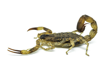 Chinese Swimming Scorpion is considered the most widespread and common scorpion species across Southeast Asia