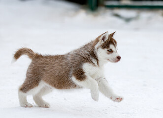 Cute husky puppies, felt boots in the snow and husky puppy, winter card with puppies