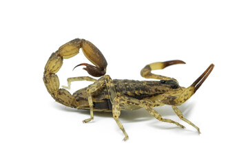 Chinese Swimming Scorpion is considered the most widespread and common scorpion species across Southeast Asia