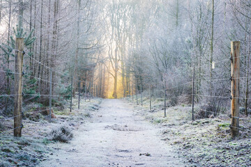 Fototapeta premium sunrise and fog in the forest in the Netherlands, Speulderbos Veluwe.
