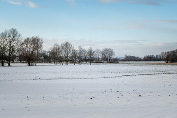 Trees in a snow covered field. Winter landscape in northern Poland