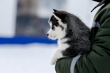 Cute husky puppies, felt boots in the snow and husky puppy, winter card with puppies © areporter