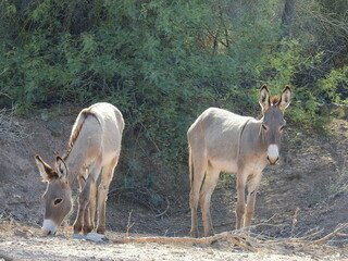 Wild burros living in the Mojave Desert, Parker Dam area, San Bernardino County, California.