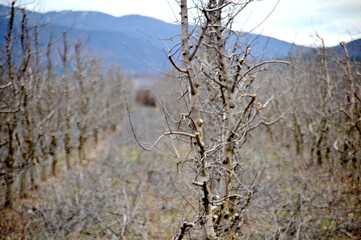 pruned apple orchard in winter,shallow dof