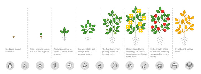 Fototapeta na wymiar Plant growth stages. Growing period steps. Harvest animation progression. Fertilization phase. Cycle of life. Vector infographic set.