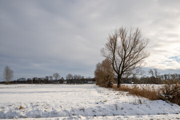 Trees in a snow covered field. Winter landscape in northern Poland