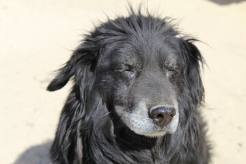 Fototapeta premium portrait of a dog
