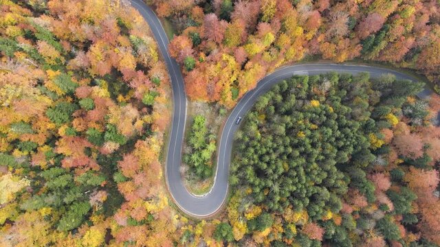 Aerial top down of vehicle running alone on curved road amidst dense, colorful autumn trees.