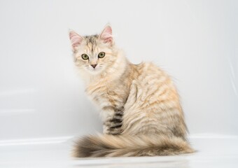 Siberian cat on white backgrounds