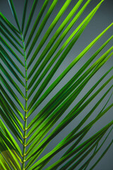 Big leaf of tropical plant