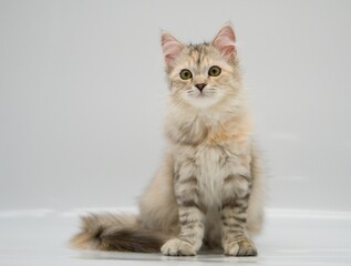 Siberian cat on white backgrounds