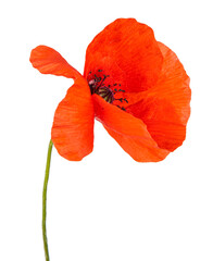 Red poppy flower isolated on a white background. View of another flower in the portoflio.