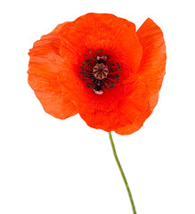Red poppy flower isolated on a white background. View of another flower in the portoflio.