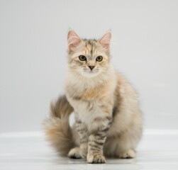 Siberian cat on white backgrounds