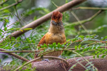 robin on a branch