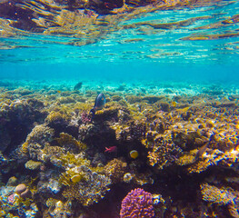 
incredibly beautiful combinations of colors and shapes of living coral reef and fish in the Red Sea in Egypt, Sharm El Sheikh
