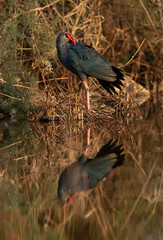 Grey-headed Swamphen preennig with dramatic reflection on water at Asker Marsh, Bahrain