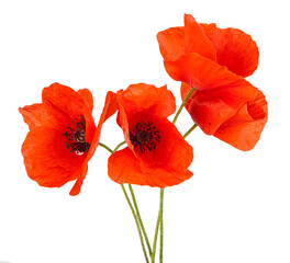 Red poppy flower isolated on a white background. View of another flower in the portoflio.