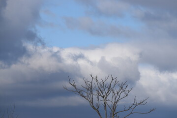 clouds and tree