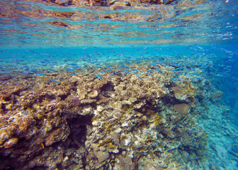 Plakat incredibly beautiful combinations of colors and shapes of living coral reef and fish in the Red Sea in Egypt, Sharm El Sheikh 