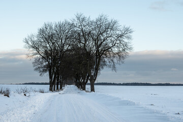 Trees in a snow covered field. Winter landscape in northern Poland