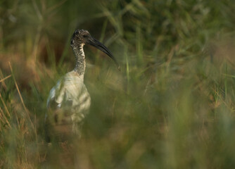 African Sacred Ibis in the grasses of Asker marsh, Bahrain