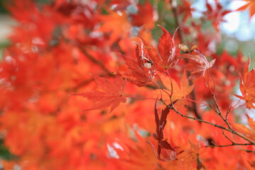 Maple trees have autumn leaves. Beautiful colors and a blurry bokeh background.