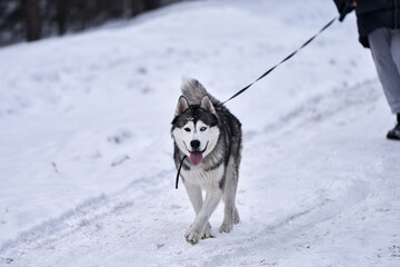 Walk with a Husky dog in the woods. Copy space.