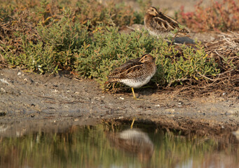 Common snipe resting at Akser Marsh in the morning hours at Bahrain.