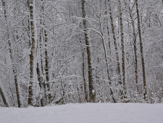 snow covered trees. winter forest. wild nature. 