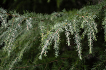 close up of pine needles