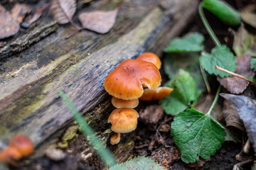 Mushrooms in the forest