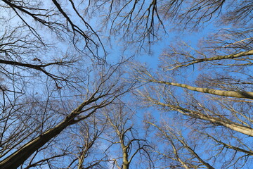branches against blue sky