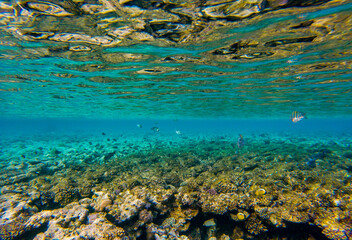
incredibly beautiful combinations of colors and shapes of living coral reef and fish in the Red Sea in Egypt, Sharm El Sheikh
