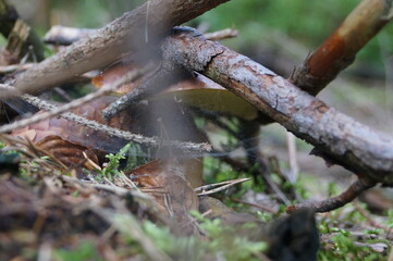 old branches form a little house for a mushroom