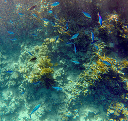 
incredibly beautiful combinations of colors and shapes of living coral reef and fish in the Red Sea in Egypt, Sharm El Sheikh
