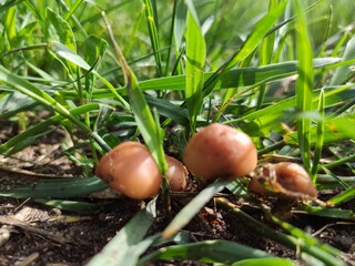 mushrooms in the grass