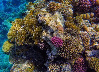 Naklejka na ściany i meble incredibly beautiful combinations of colors and shapes of living coral reef and fish in the Red Sea in Egypt, Sharm El Sheikh 
