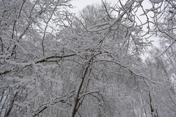 Tree in snow. Beautiful wild nature. 
