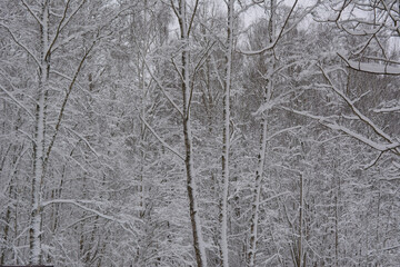 snow covered trees. beautiful winter landscape. 