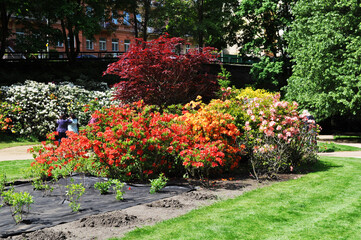Shrub flowers of various colors in a park with manicured green lawns.