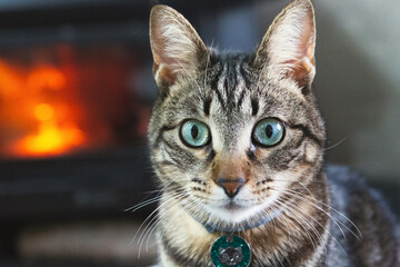 Portrait of a beautiful domestic cat at home with a fire in the background