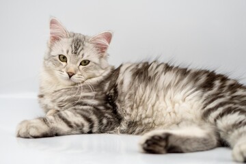 Siberian cat on white backgrounds