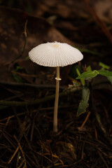 During the month of December, the flowering of these curious mushrooms caught our attention