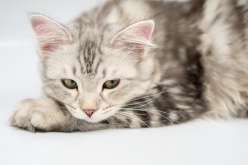 Siberian cat on white backgrounds