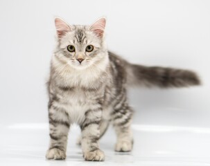Siberian cat on white backgrounds