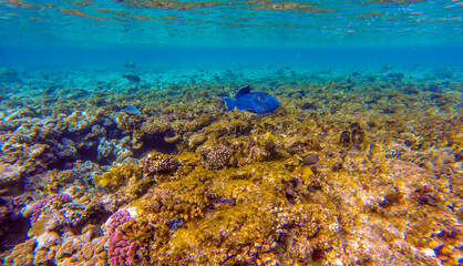 
incredibly beautiful combinations of colors and shapes of living coral reef and fish in the Red Sea in Egypt, Sharm El Sheikh
